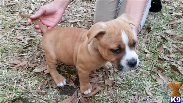 American Bully puppy for sale: a american bully dog being petted