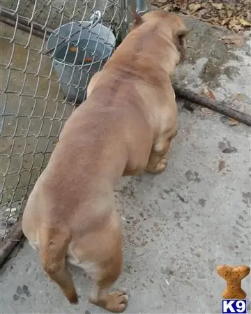 American Bully stud dog: a american bully dog standing on its hind legs