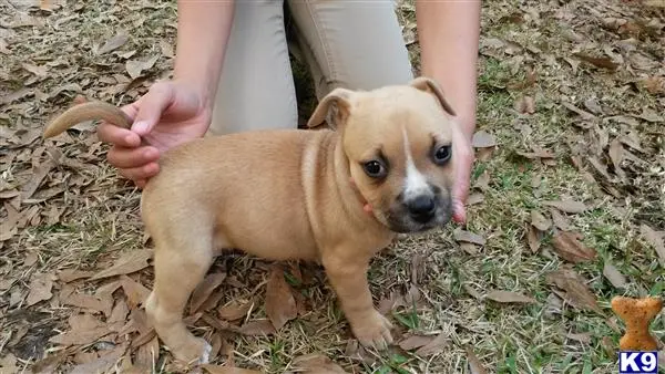 American Bully puppy for sale: a american bully dog being petted by a person