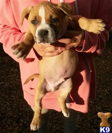 American Bully puppy for sale: a american bully dog with a human hand