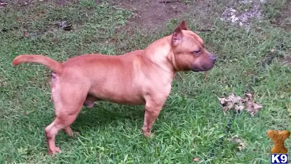 American Bully stud dog: a american bully dog standing in grass