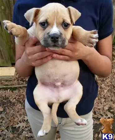 American Bully puppy for sale: a person holding a american bully dog
