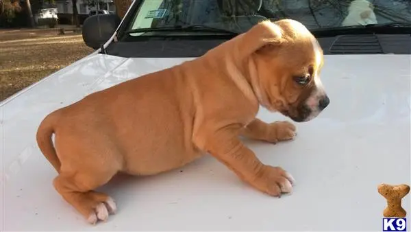 American Bully puppy for sale: a american bully dog lying on the ground