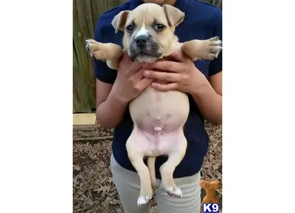 American Bully