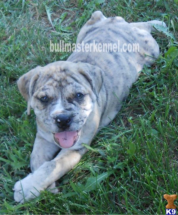 blue merle bulldog puppies for sale bulldog puppy for sale sold blue merle olde bulldogge fe blue merle bulldog puppies for sale bulldog puppy for sale sold blue merle olde bulldogge fe