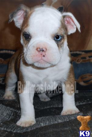 old english bulldog puppy posted by bullmasters