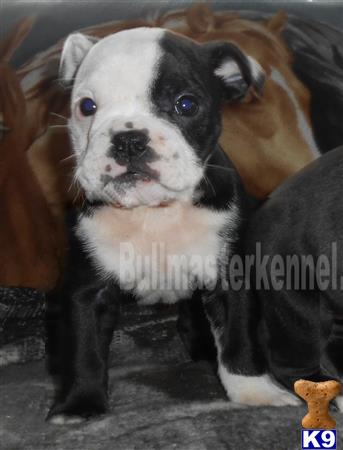 old english bulldog puppy posted by bullmasters