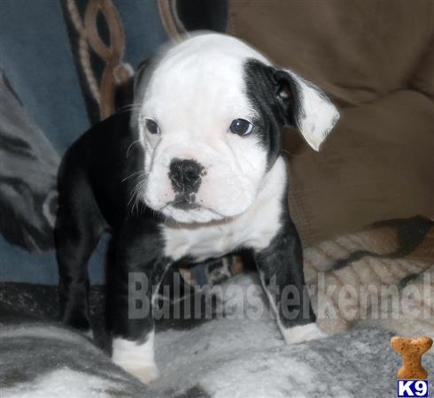 old english bulldog puppy posted by bullmasters