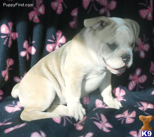 Old English Bulldog