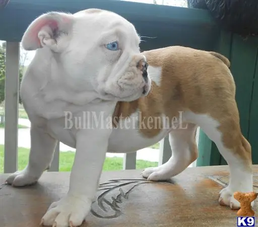 Old English Bulldog puppy for sale