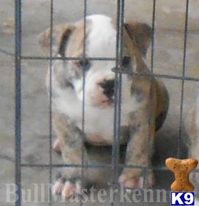 Old English Bulldog