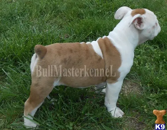 Old English Bulldog puppy for sale