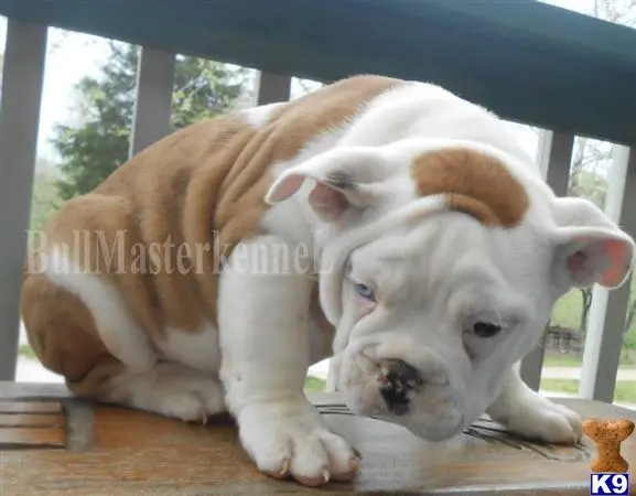 Old English Bulldog puppy for sale