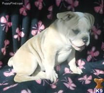 old english bulldog puppy posted by bullmasters