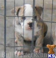 old english bulldog puppy posted by bullmasters
