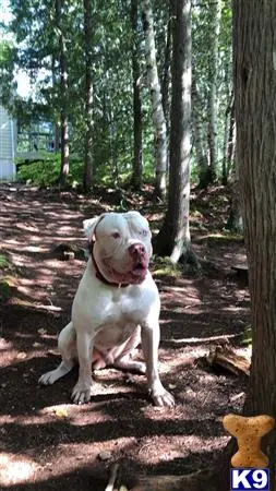 American Bulldog stud dog