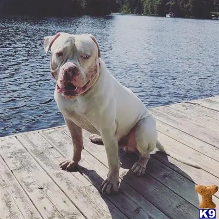 American Bulldog stud dog