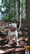 Noze available American Bulldog puppy located in MONTREAL