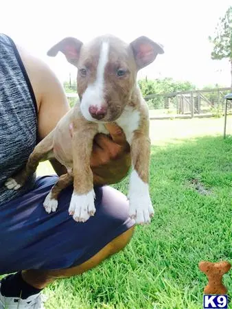 Bull Terrier