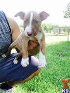 bull terrier puppy posted by bullterrierbryan
