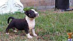 bull terrier puppy posted by bullterrierfino
