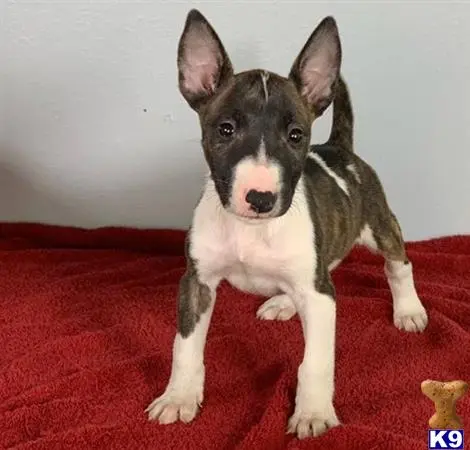 Bull Terrier puppy for sale