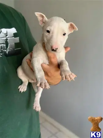 Bull Terrier puppy for sale