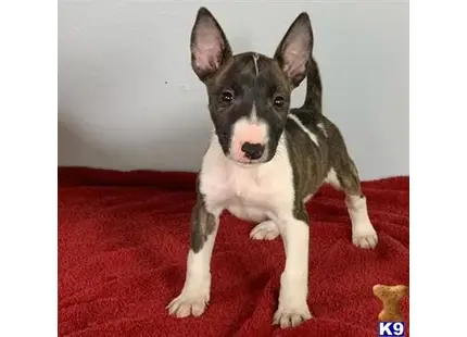 a bull terrier dog sitting on a red carpet
