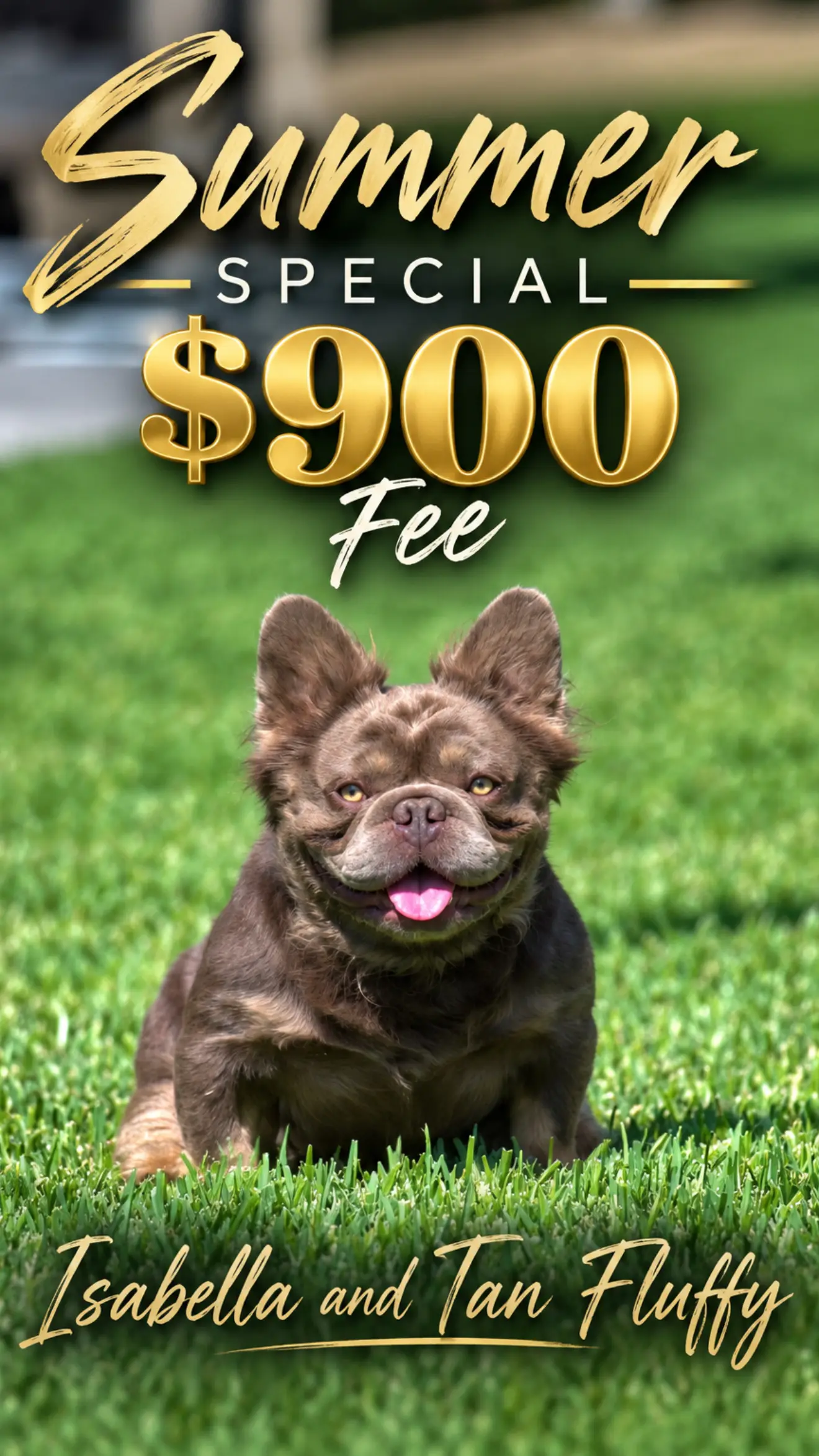 French Bulldog stud dog: Isabella and tan French Bulldog sitting on green grass