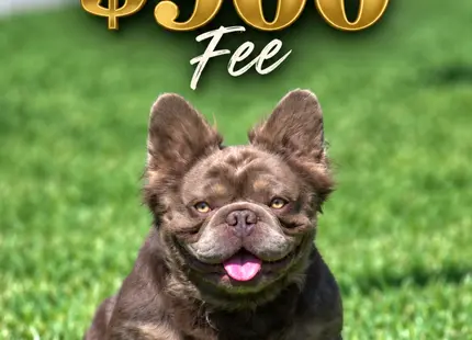 French Bulldog stud dog: Isabella and tan French Bulldog sitting on green grass