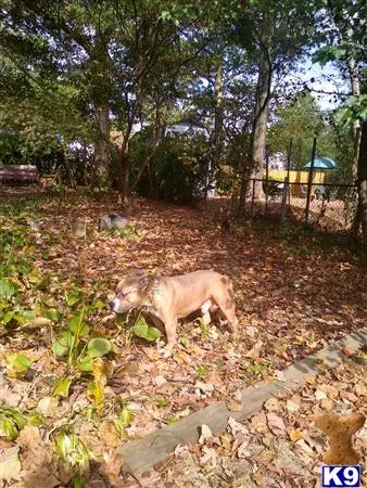 American Bully stud dog