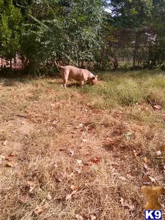 American Bully stud dog