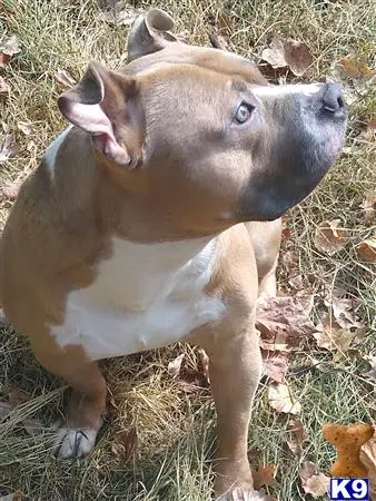 American Bully stud dog