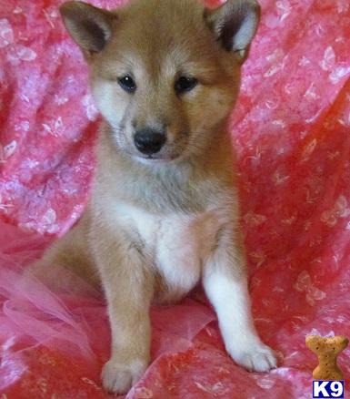shiba inu puppy posted by bullybabies1