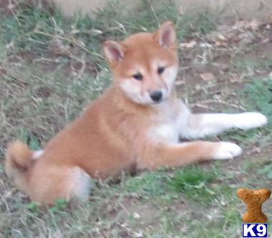 shiba inu puppy posted by bullybabies1