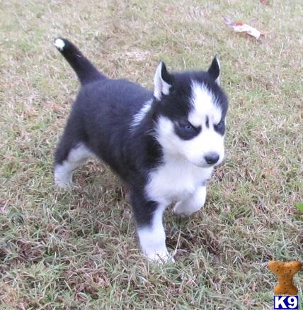 husky puppies for sale in mo siberian husky puppies for sale in missouri husky puppies for sale in mo siberian husky puppies for sale in missouri