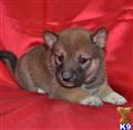 shiba inu puppy posted by bullybabies1
