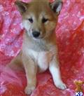 shiba inu puppy posted by bullybabies1