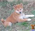 shiba inu puppy posted by bullybabies1