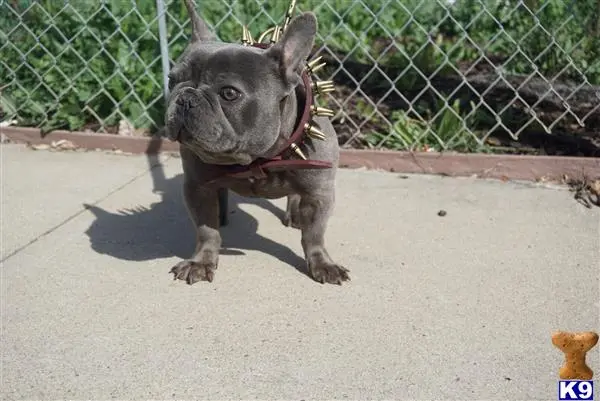 French Bulldog stud dog