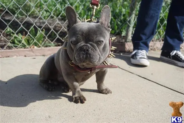 French Bulldog stud dog