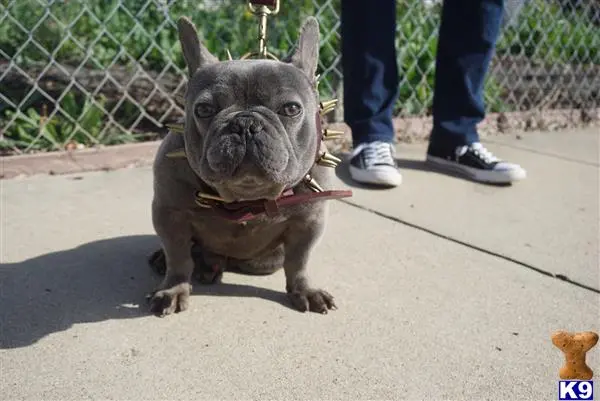 French Bulldog stud dog