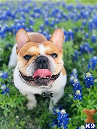 French Bulldog stud dog