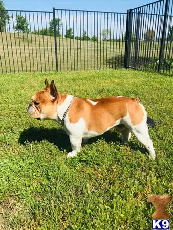 French Bulldog stud dog