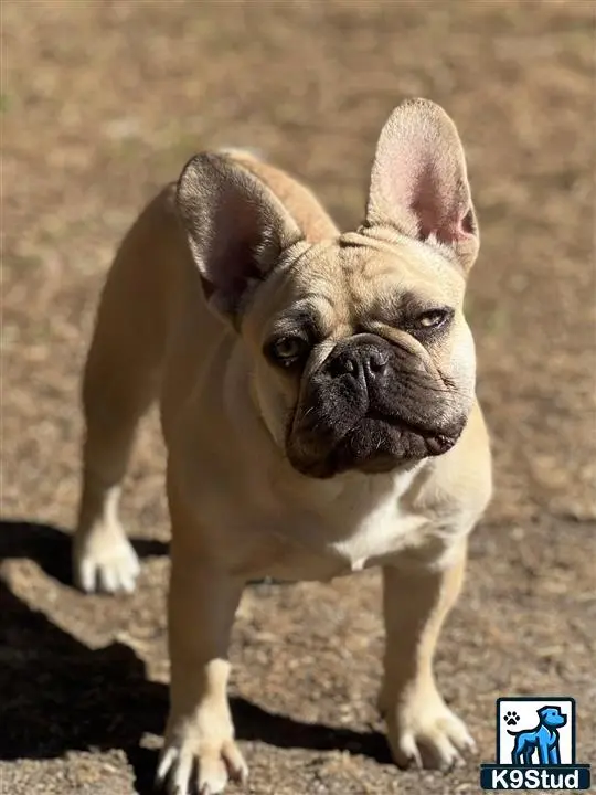 French Bulldog dog