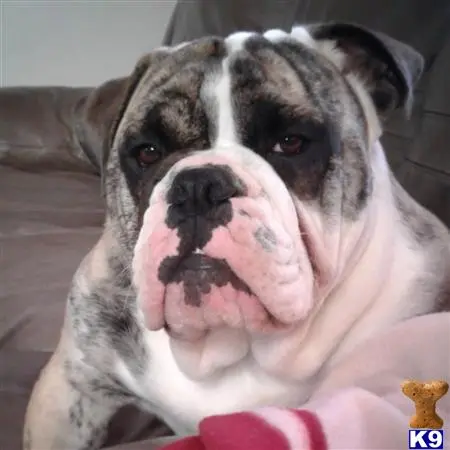 English Bulldog stud dog