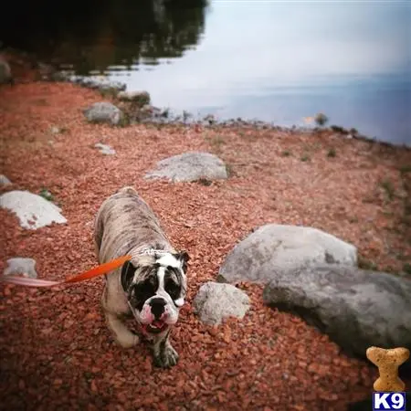 English Bulldog stud dog