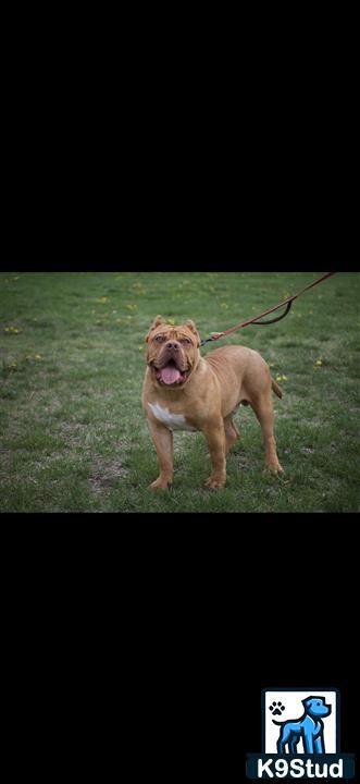 a american bully dog on a leash