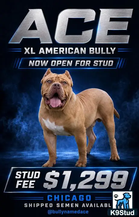 American Bully stud dog: a american bully dog with its mouth open