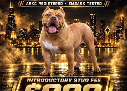 American Bully stud dog: Tan American Bully standing confidently against a city skyline backdrop